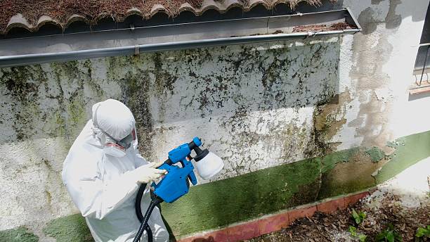 Top rated local Mold Cleanup specialists in Lakeland, GA